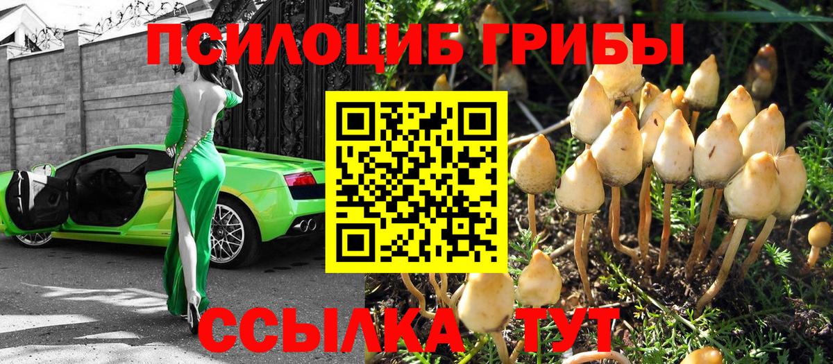 Галлюциногенные грибы Psilocybine cubensis  Вход с VPN  Новоалександровск 